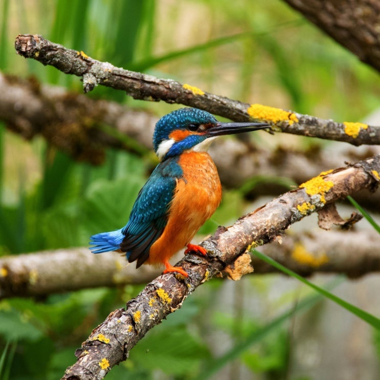 Martim-pescador azul e laranja pousado num galho, de bico comprido